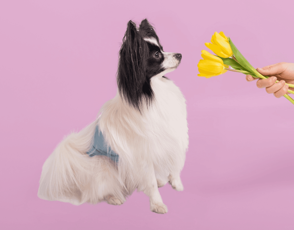 Dezinfekce a parní čistič